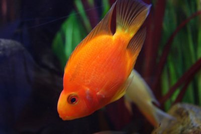 Fish, Aquarium