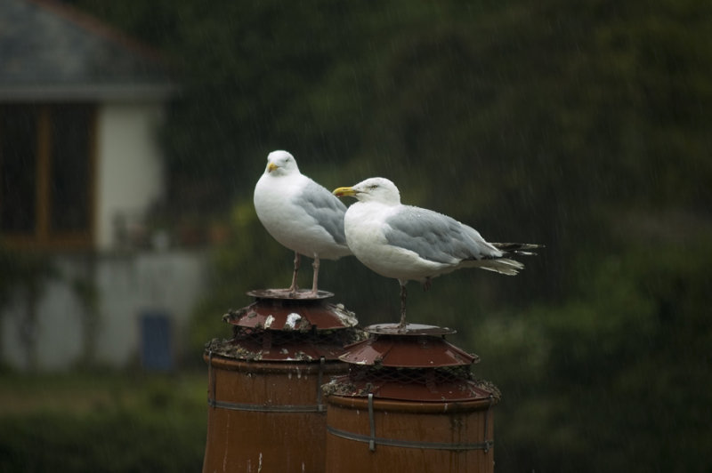 Rain on Gulls 72.jpg 