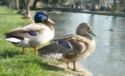 Feathers at Bourton on the water .jpg