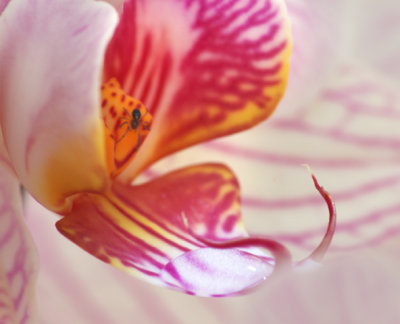 The spider hiding in the Orchid 2.jpg