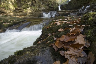 leaves at waterfall.jpg