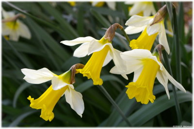 Lanarch Daffodils
