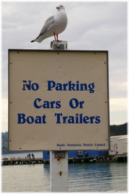 Gulls allowed