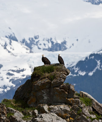 Eagles on Rock in Front of Glacier
