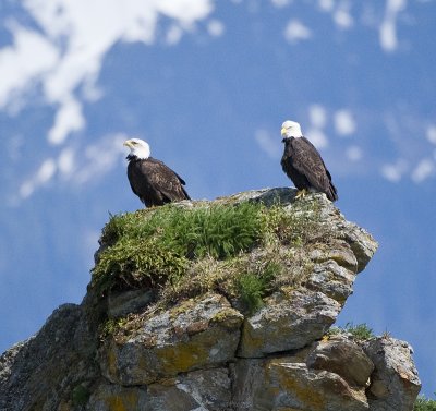 Eagles on Rock