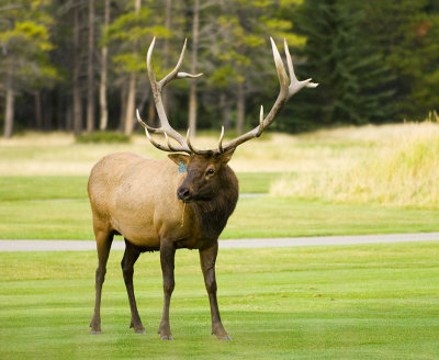 Bull Elk