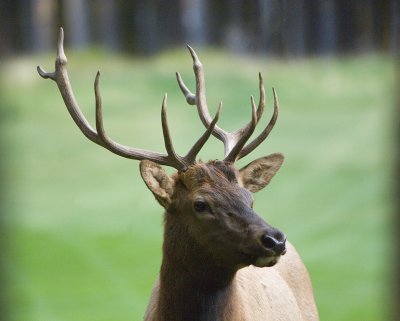 Young Bull Elk