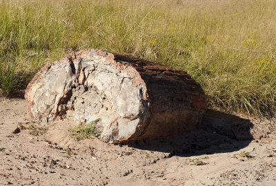Petrified Forest (Crystal Forest)