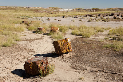 Petrified Forest (Crystal Forest)