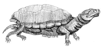 Aidan's Turtle, 7th grade, age 12