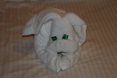 The first of several towel animals with chocolate eyes. Compliments of the staff