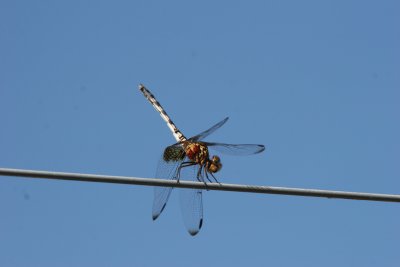 Dragonfly in Texas.jpg