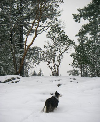 Snow Dec.2008