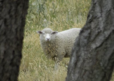 Sheep 1.jpg