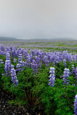 DSC_8044.jpg