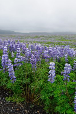DSC_8045.jpg