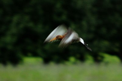 DSC_8378.jpg
