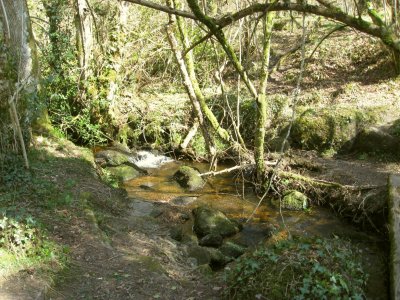 Stream on Dartmoor