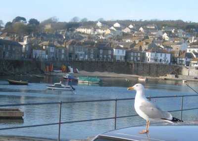 A seagull surveying Mousehole