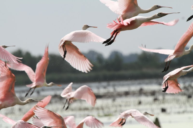 Roseate Spoonbills