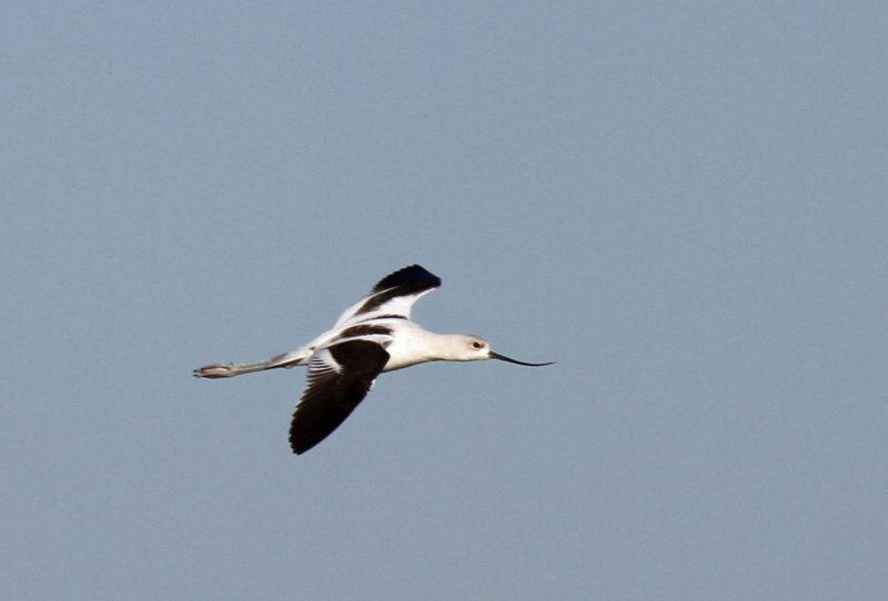 American Avocet