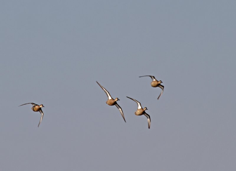 Blue-winged Teal