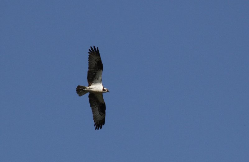 Osprey