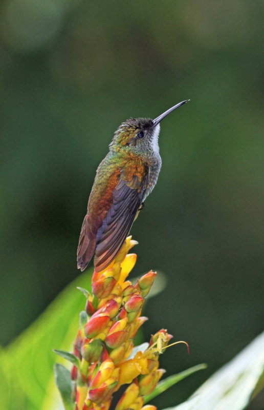 White-chested Emerald