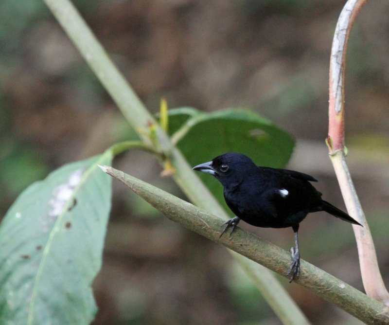 White-lined Tanager