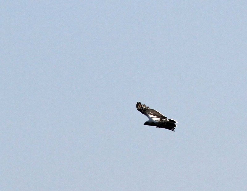 White Hawk