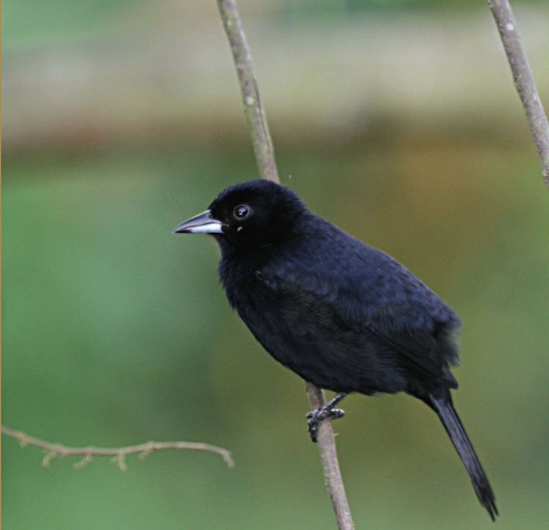 White-lined Tanager
