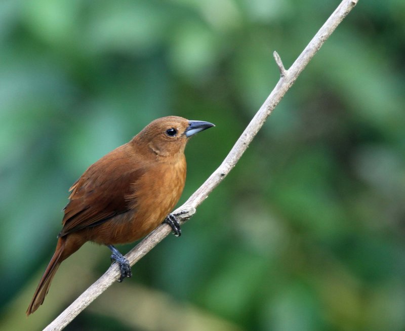 White-lined Tanager