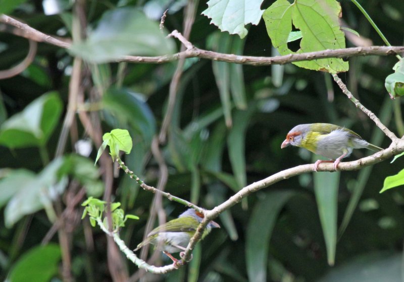 Rufous-browed Peppershrike