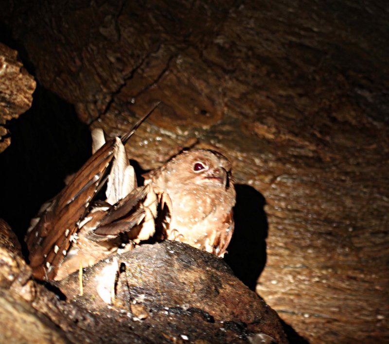 Oilbird