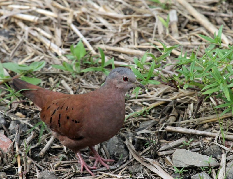 Ruddy Ground-Dove