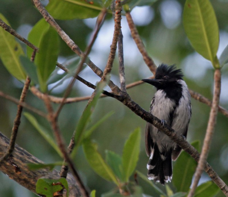 Black-crested Antshrike