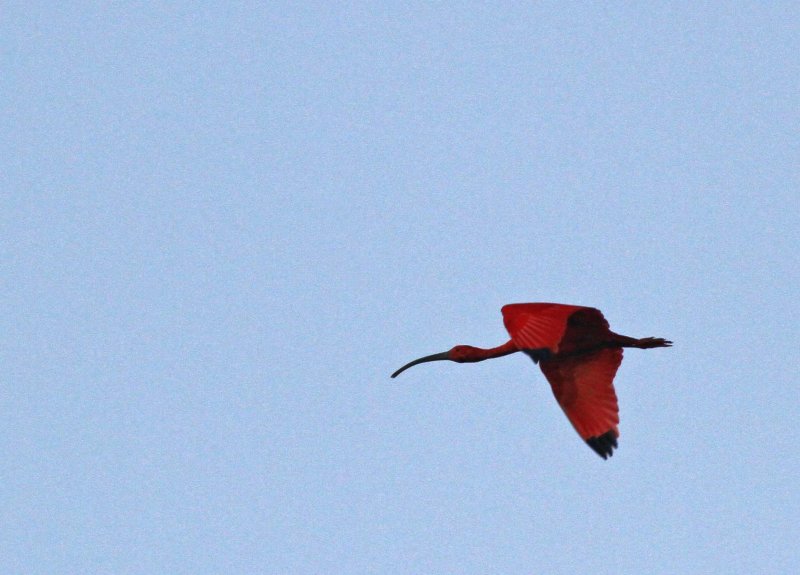 Scarlet Ibis