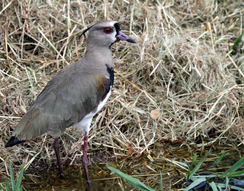 Southern Lapwing