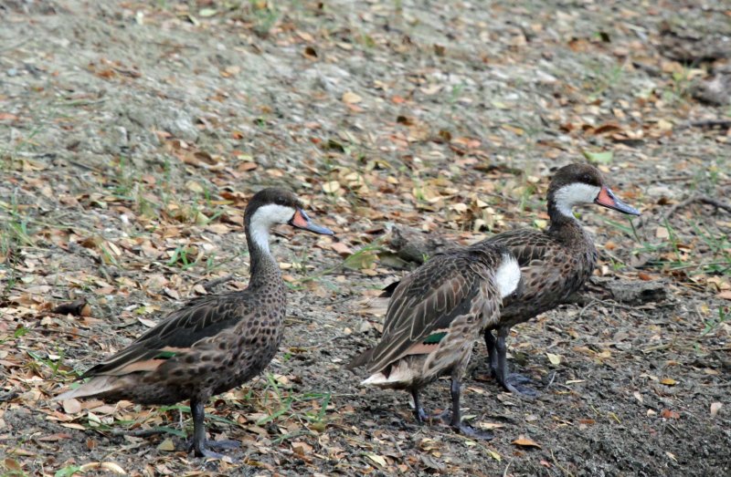 White-cheeked Pintail