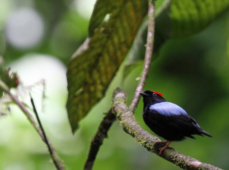 Blue-backed Manakin