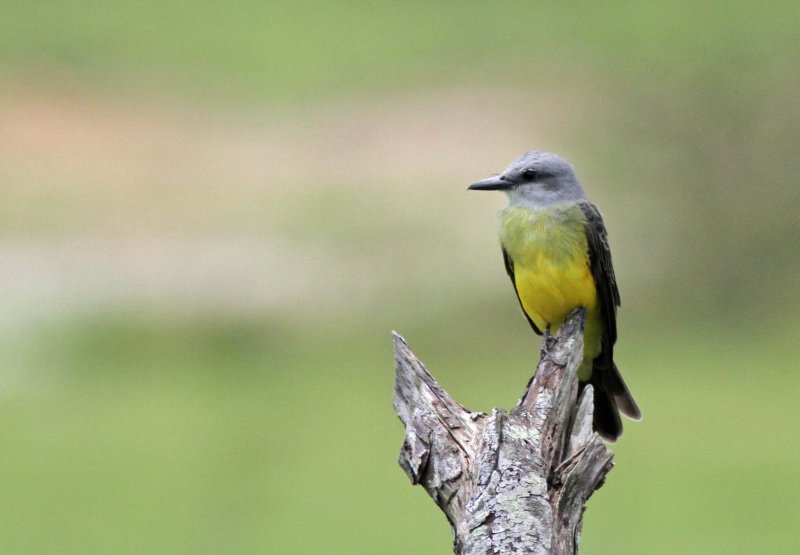 Tropical Kingbird