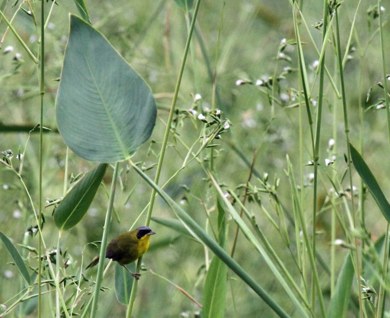 Masked Yellowthroat