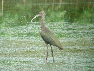 White-faced Ibis