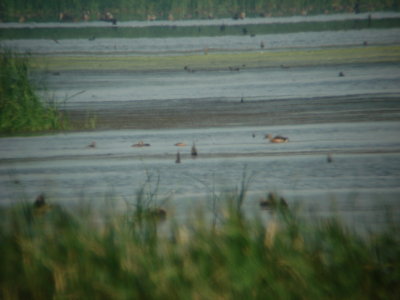 Fulvous Whistling Duck brood