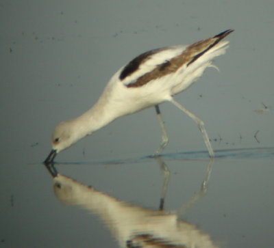 American Avocet