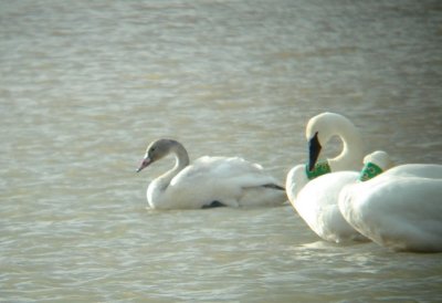 Tundra Swan