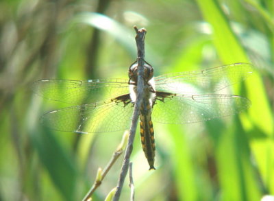 Common Baskettail