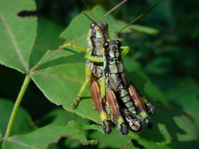 Post-oak Locust