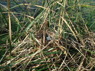 Least Bittern nest