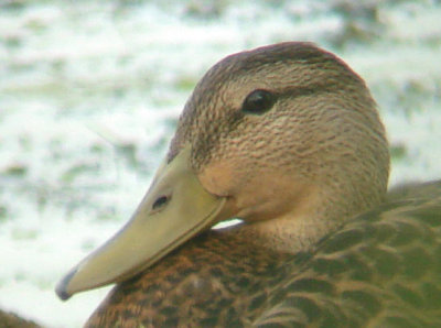 Mottled Duck- drake